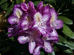 R.Madame Cochet